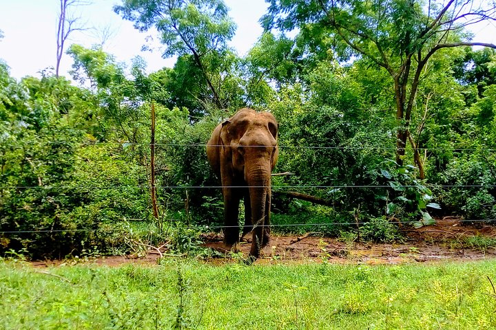 Udawalawe Wild Eliphants